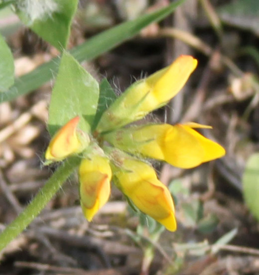fabaceae